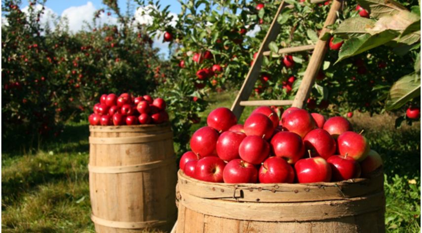 7 Essential Practices For Organic Gardeners