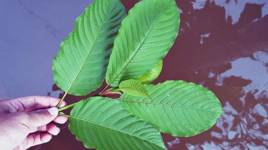 buy kratom