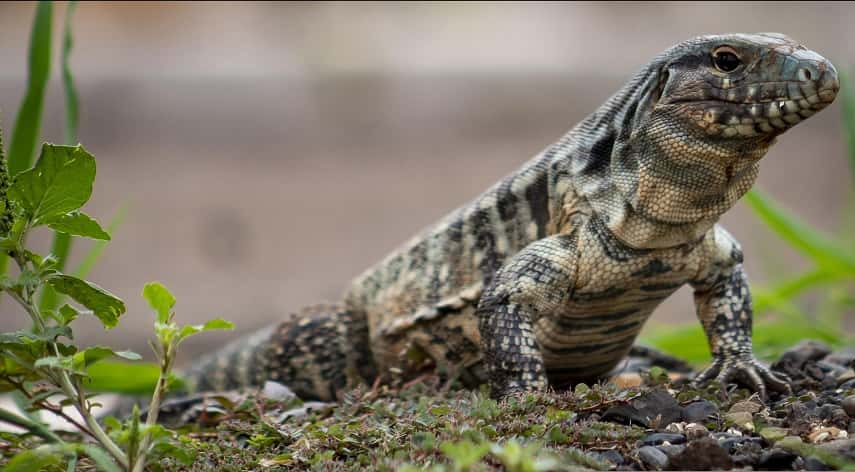 monitor lizards as pets
