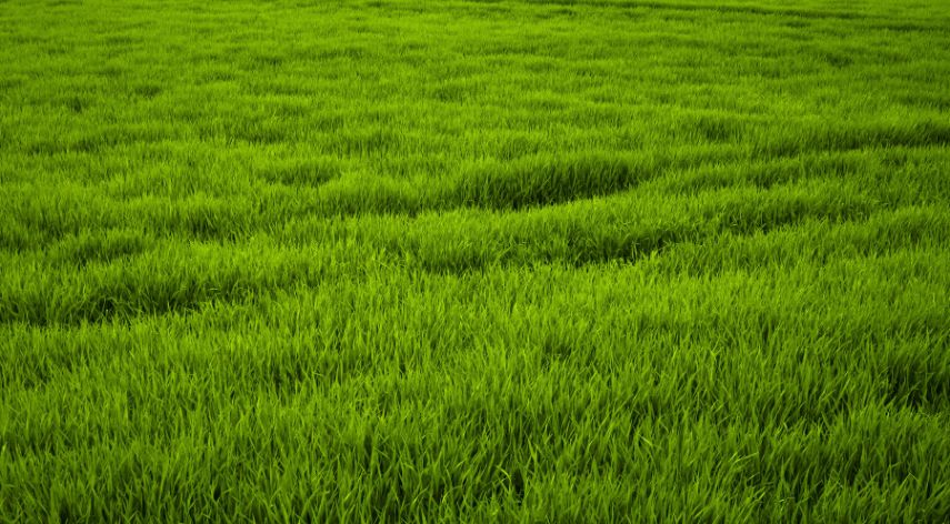Selecting the Ideal Sod in Colorado: Insights into Quality Turfgrass Options