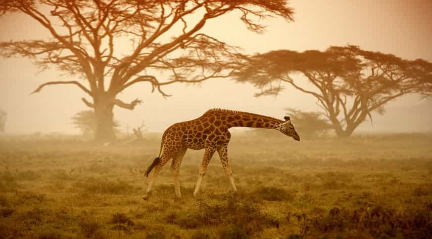 trip to Africa