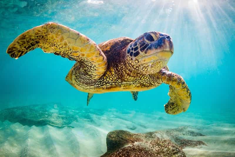 wild turtles