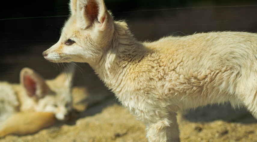I was reincarnated as a baby fox god