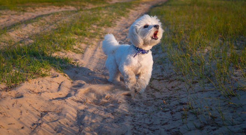 allintitle:how long can a dog bark legally